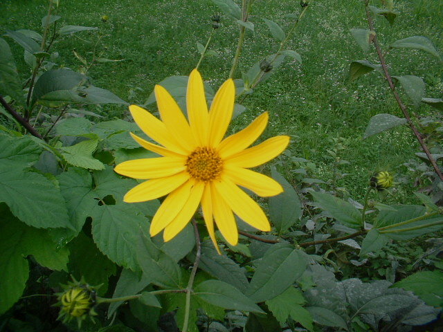 Helianthus tuberosus / Topinambur